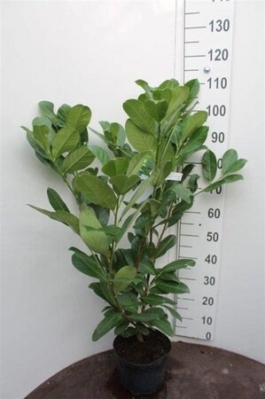 Prunus l. 'Rotundifolia' 80-100 cm cont. 5,0L - afbeelding 8