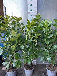 Prunus l. 'Rotundifolia' 80-100 cm cont. 5,0L - afbeelding 6
