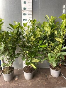 Prunus l. 'Rotundifolia' 80-100 cm cont. 5,0L - afbeelding 7