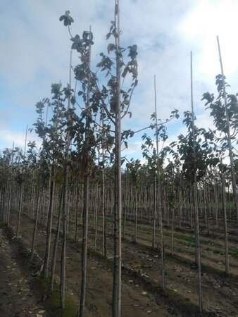 Prunus padus 12-14 Hoogstam wortelgoed 2 X verplant