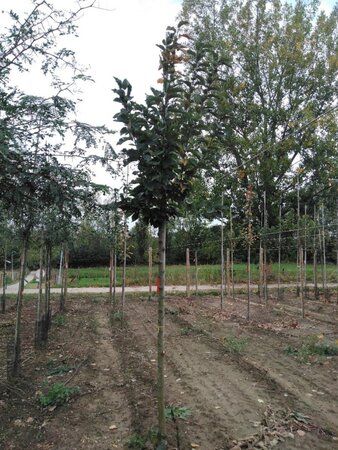 Prunus padus 16-18 Hoogstam wortelgoed 3 X verplant