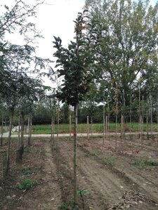 Prunus padus 16-18 Hoogstam wortelgoed 3 X verplant