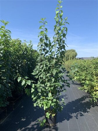 Prunus padus 200-250 cm cont. 20L