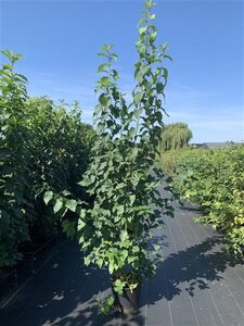 Prunus padus 200-250 cm cont. 20L