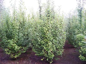 Prunus padus 250-300 cm draadkluit meerstammig