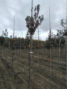 Prunus padus 8-10 Hoogstam wortelgoed