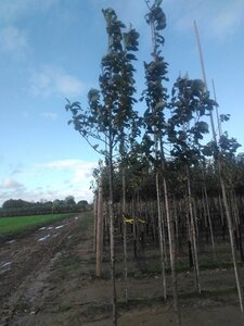 Prunus padus 8-10 Hoogstam wortelgoed - afbeelding 4