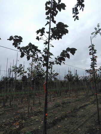 Prunus padus 8-10 Hoogstam wortelgoed - afbeelding 6