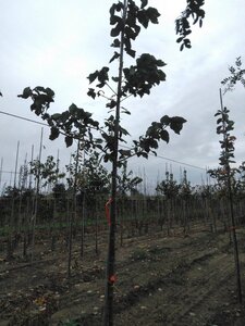 Prunus padus 8-10 Hoogstam wortelgoed - afbeelding 6