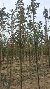 Prunus padus 8-10 Hoogstam wortelgoed - afbeelding 3