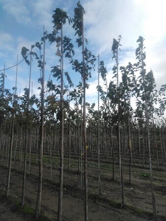 Prunus padus 8-10 Hoogstam wortelgoed - afbeelding 5