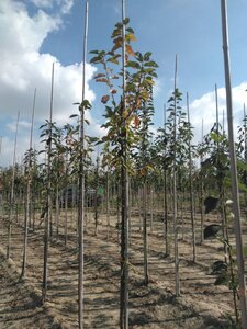 Prunus padus 8-10 Hoogstam wortelgoed - afbeelding 2