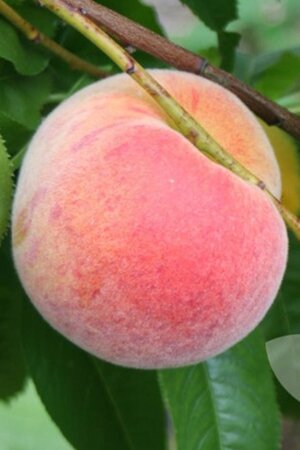 Prunus p. 'Amsden' 6-8 Halfstam wortelgoed