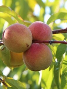 Prunus p. 'Broechemse' 2jr. A kwal. wortelgoed struik