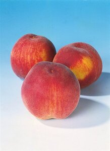 Prunus p. 'Champion' 1jr. A kwal. wortelgoed struik