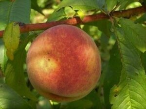 Prunus p. 'Champion' 6-8 Halfstam wortelgoed - afbeelding 2