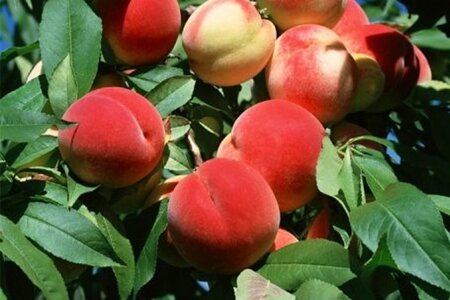 Prunus p. 'Charles Ingouf' 1jr. A kwal. wortelgoed struik - afbeelding 1