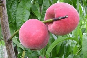 Prunus p. 'Charles Ingouf' 8-10 Halfstam wortelgoed - afbeelding 2