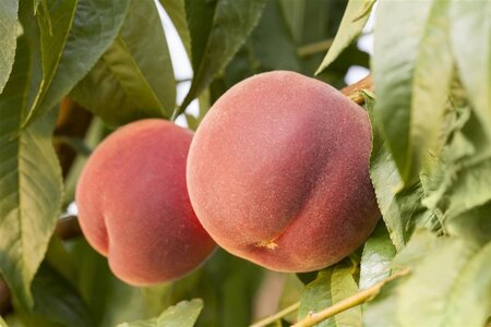 Prunus persica 6-8 Halfstam wortelgoed - afbeelding 1