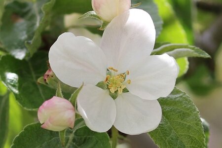 Prunus p. 'Fertile de Septembre' WIT 6-8 Halfstam wortelgoed - afbeelding 1