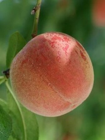 Prunus p. 'Grosse Mignonne' 1jr. A kwal. wortelgoed struik - afbeelding 2