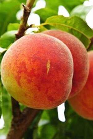 Prunus p. 'Grosse Mignonne' 8-10 Hoogstam wortelgoed - afbeelding 1