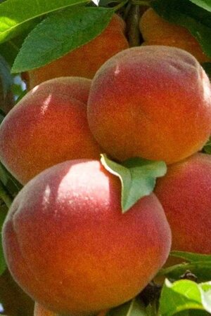 Prunus p. nucipersica 'Lord Napier' WIT 10-12 Hoogstam wortelgoed - afbeelding 2