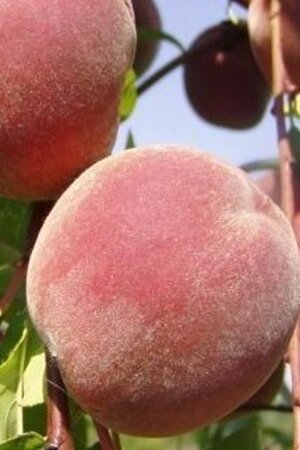 Prunus p. 'Peregrine' laagstam wortelgoed leiboom rek