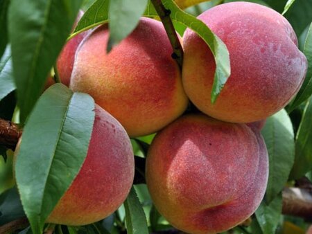 Prunus p. 'Red Haven' 6-8 Halfstam wortelgoed