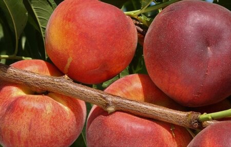 Prunus p. 'Reine des Vergers' WIT 6-8 Hoogstam wortelgoed