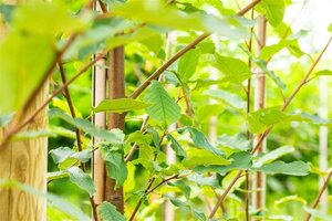 Prunus padus 'Tiefurt' 14-16 Hoogstam wortelgoed 2 X verplant