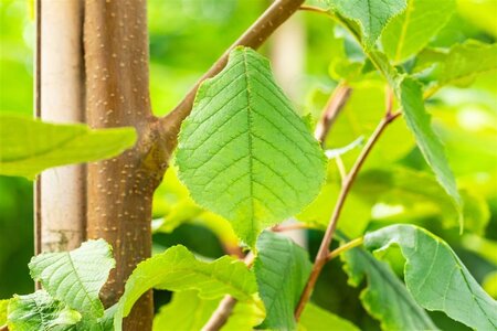 Prunus padus 'Tiefurt' 14-16 Hoogstam wortelgoed 2 X verplant - afbeelding 3