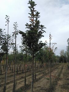 Prunus padus 'Tiefurt' 14-16 Hoogstam wortelgoed 2 X verplant - afbeelding 4