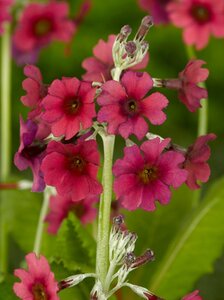 Primula pulverulenta geen maat specificatie 0,55L/P9cm - afbeelding 2