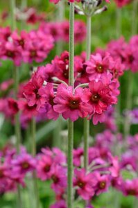Primula pulverulenta geen maat specificatie 0,55L/P9cm - afbeelding 3