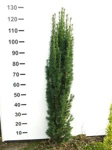 Prunus p. 'Vaes Oogst' 6-8 Hoogstam wortelgoed - afbeelding 2