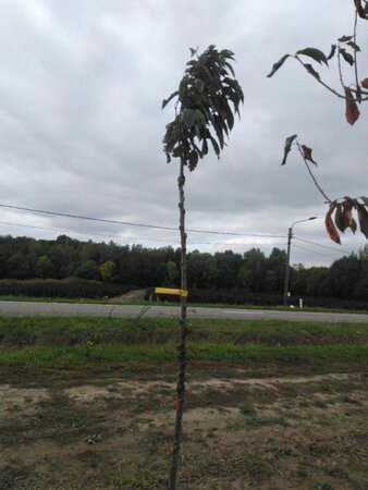 Prunus ser. 'Amanogawa' 10-12 Hoogstam wortelgoed - afbeelding 3