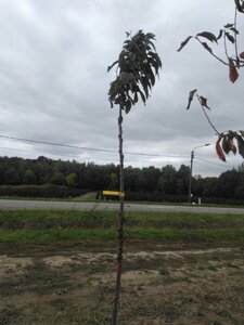 Prunus ser. 'Amanogawa' 10-12 Hoogstam wortelgoed