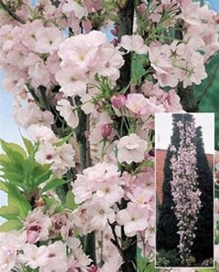 Prunus ser. 'Amanogawa' 10-12 Hoogstam wortelgoed - afbeelding 2