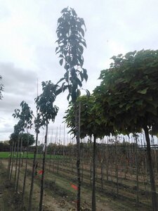 Prunus ser. 'Amanogawa' 10-12 Hoogstam wortelgoed - afbeelding 4