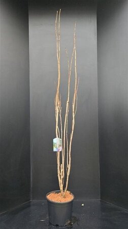 Prunus ser. 'Amanogawa' 175-200 cm met kluit - afbeelding 1