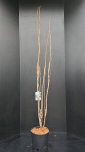 Prunus ser. 'Amanogawa' 175-200 cm met kluit