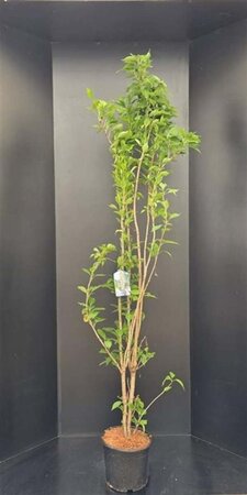 Prunus ser. 'Amanogawa' 175-200 cm met kluit - afbeelding 2