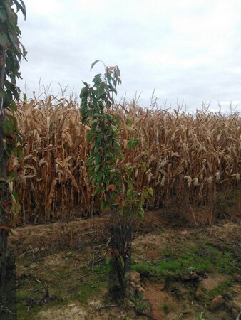 Prunus ser. 'Amanogawa' 175-200 cm wortelgoed struik