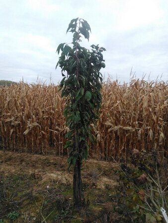 Prunus ser. 'Amanogawa' 200-250 cm wortelgoed 3-5 tak struik
