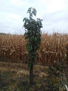 Prunus ser. 'Amanogawa' 200-250 cm wortelgoed 3-5 tak struik