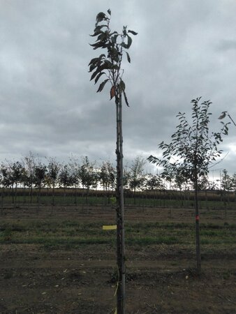 Prunus ser. 'Amanogawa' 8-10 Hoogstam wortelgoed - afbeelding 1