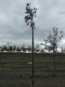 Prunus ser. 'Amanogawa' 8-10 Hoogstam wortelgoed