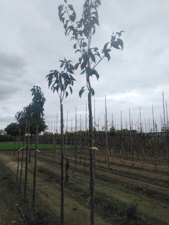 Prunus ser. 'Amanogawa' 8-10 Hoogstam wortelgoed - afbeelding 2