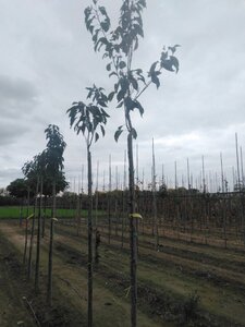 Prunus ser. 'Amanogawa' 8-10 Hoogstam wortelgoed - afbeelding 2